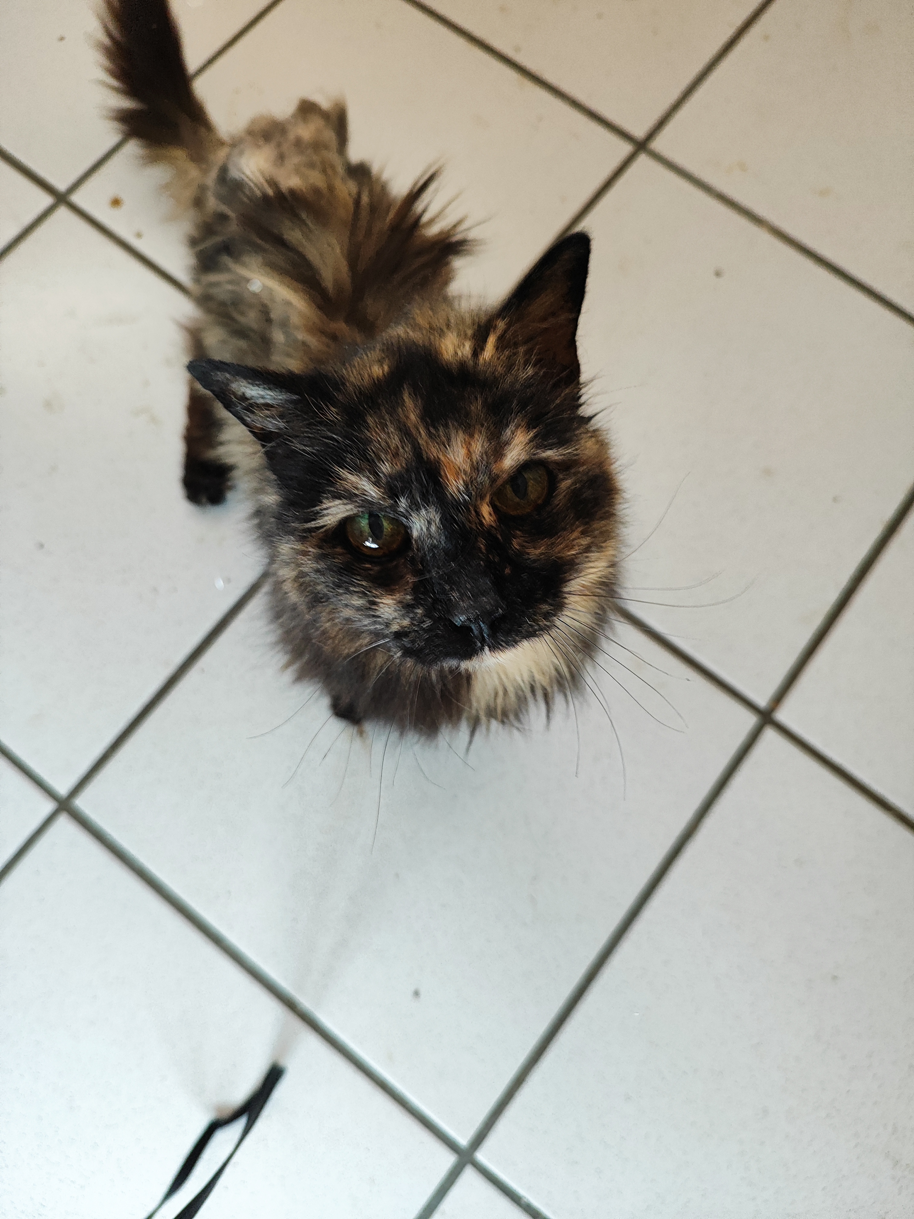 Chat 6