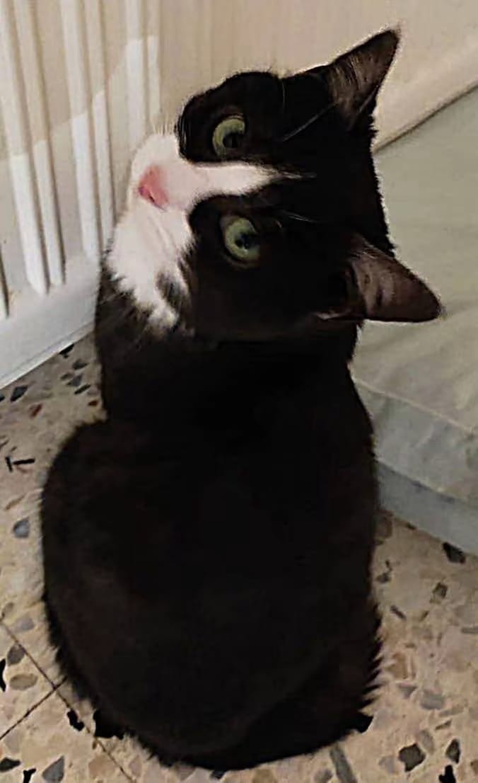 Chat 1