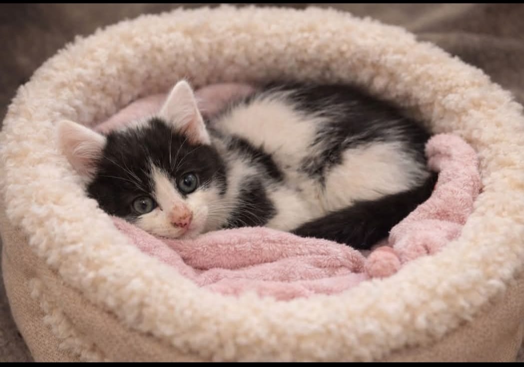 Chaton 18