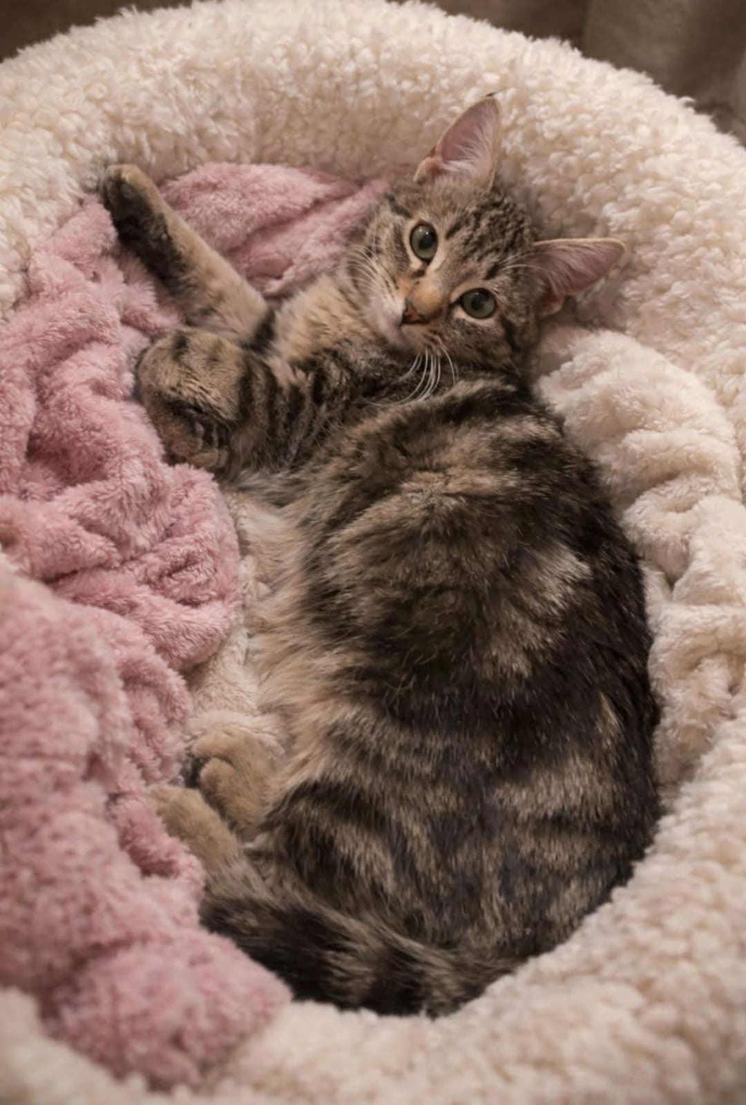 Chaton 35