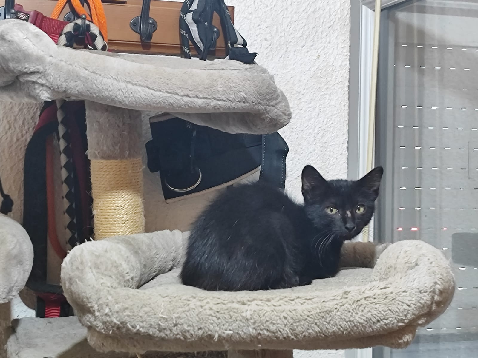 Chaton 2