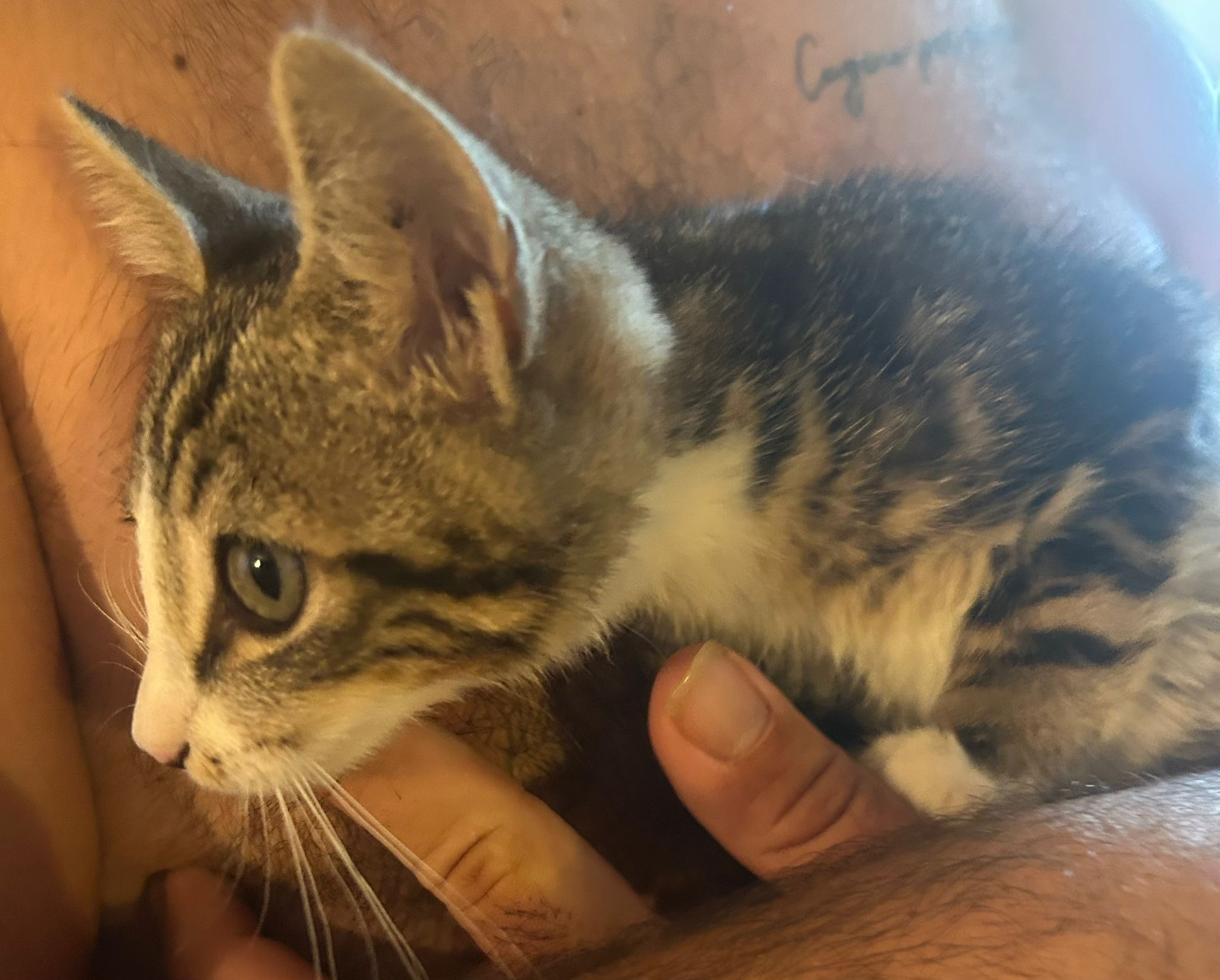 Chaton 12