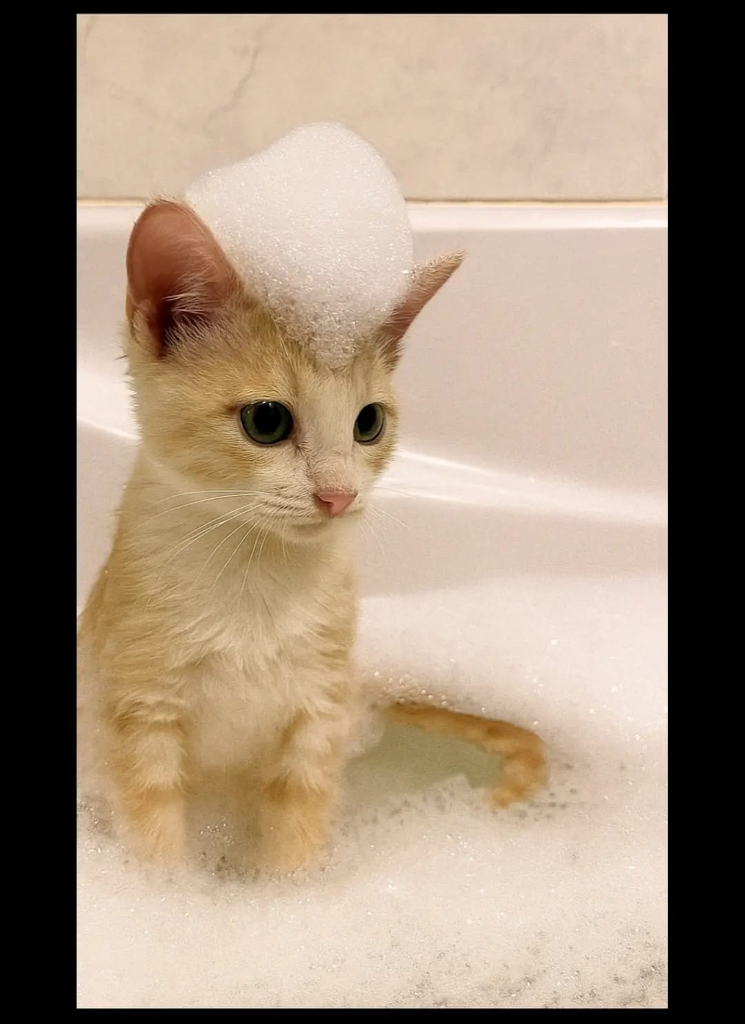 Chaton 6