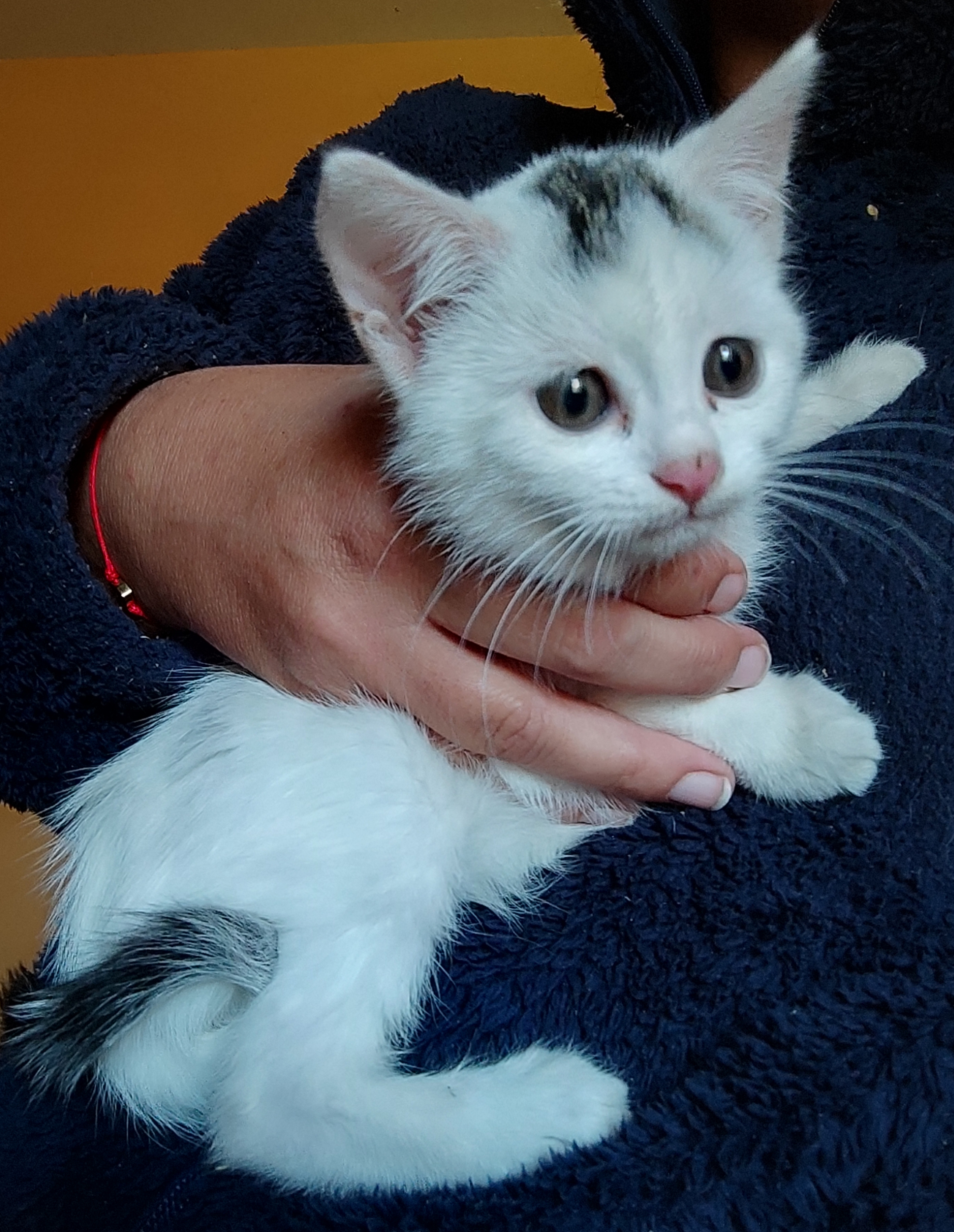 Chaton 19