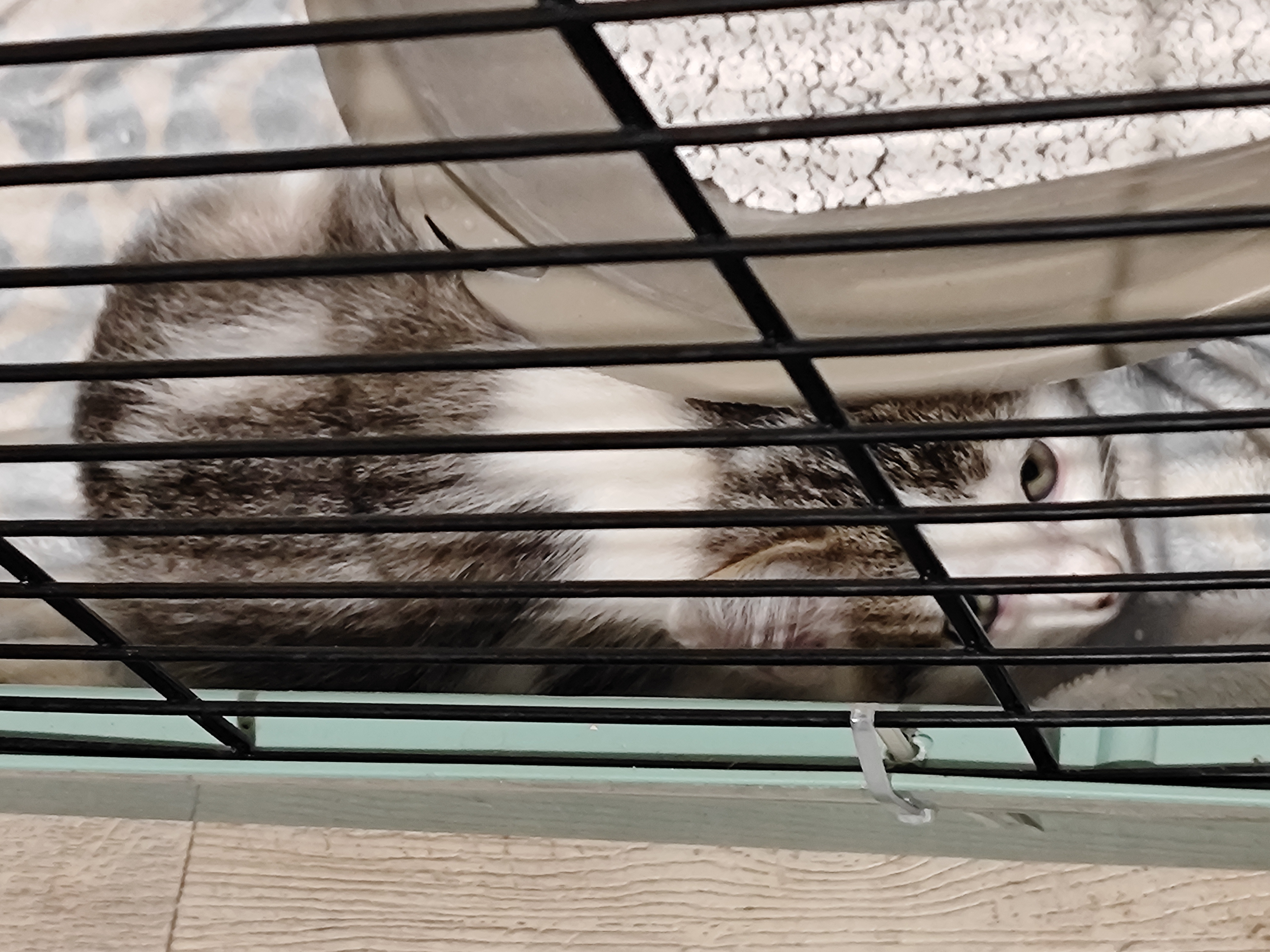 Chaton 29