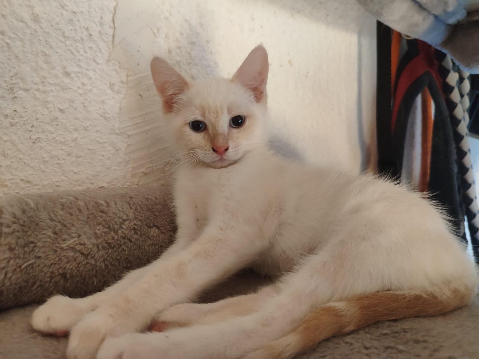 Chaton 11