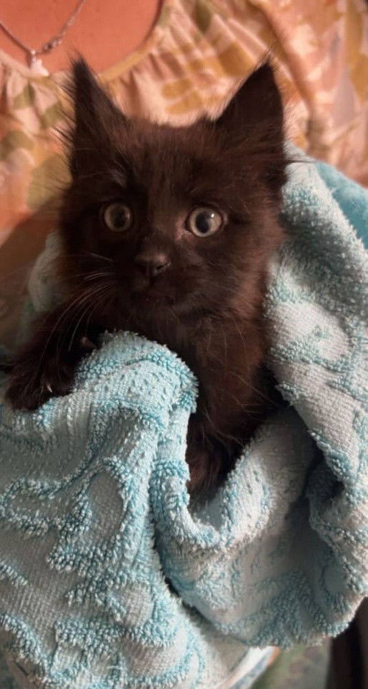 Chaton 21