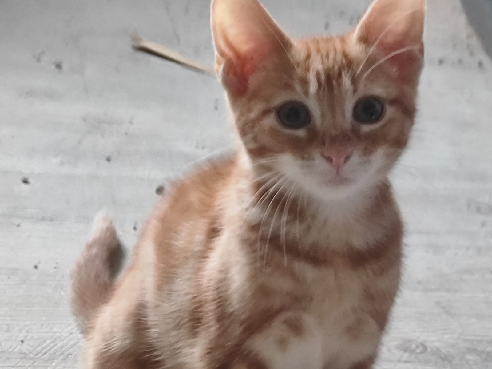 Chaton 3