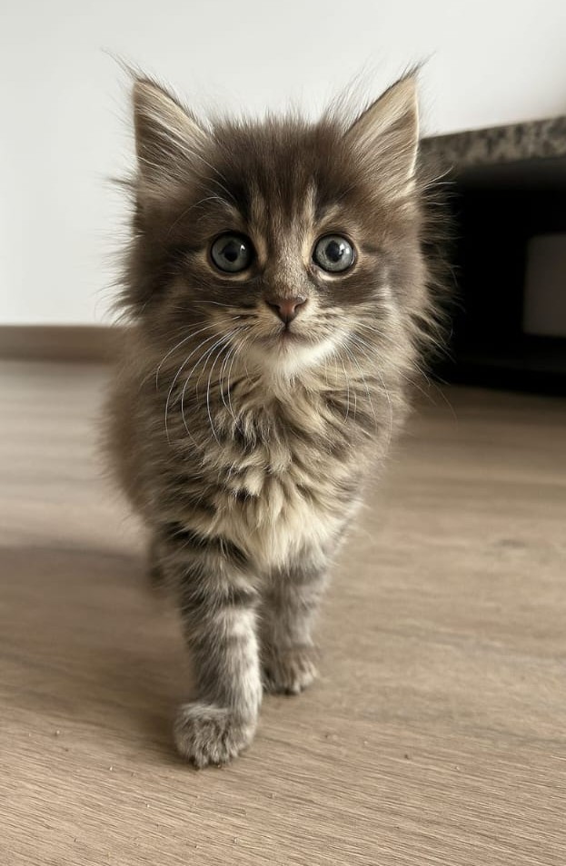 Chaton 28