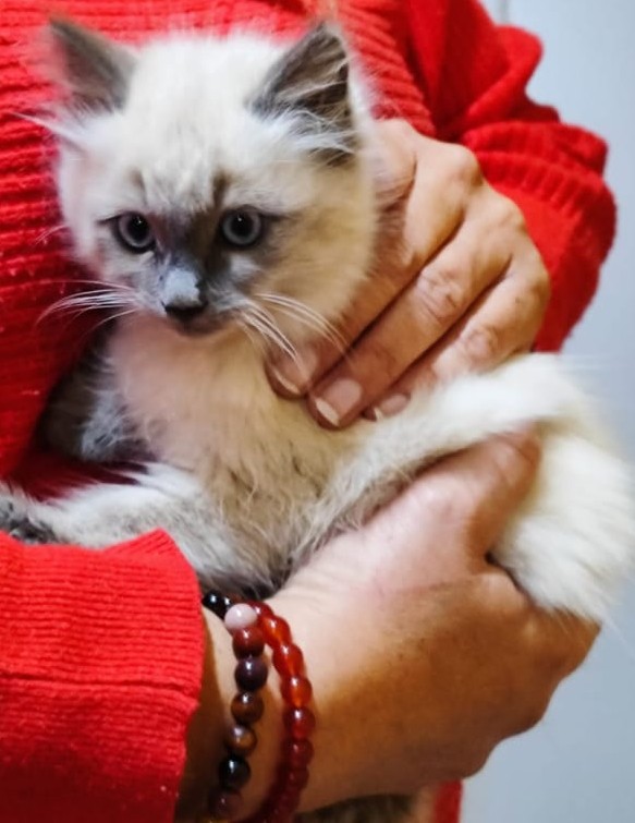 Chaton 23