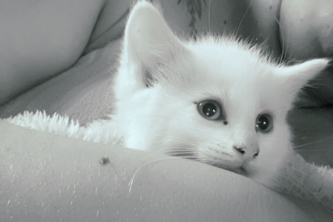 Chaton 24