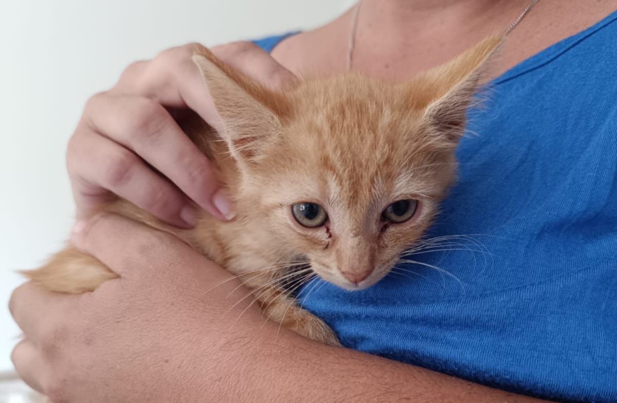 Chaton 13