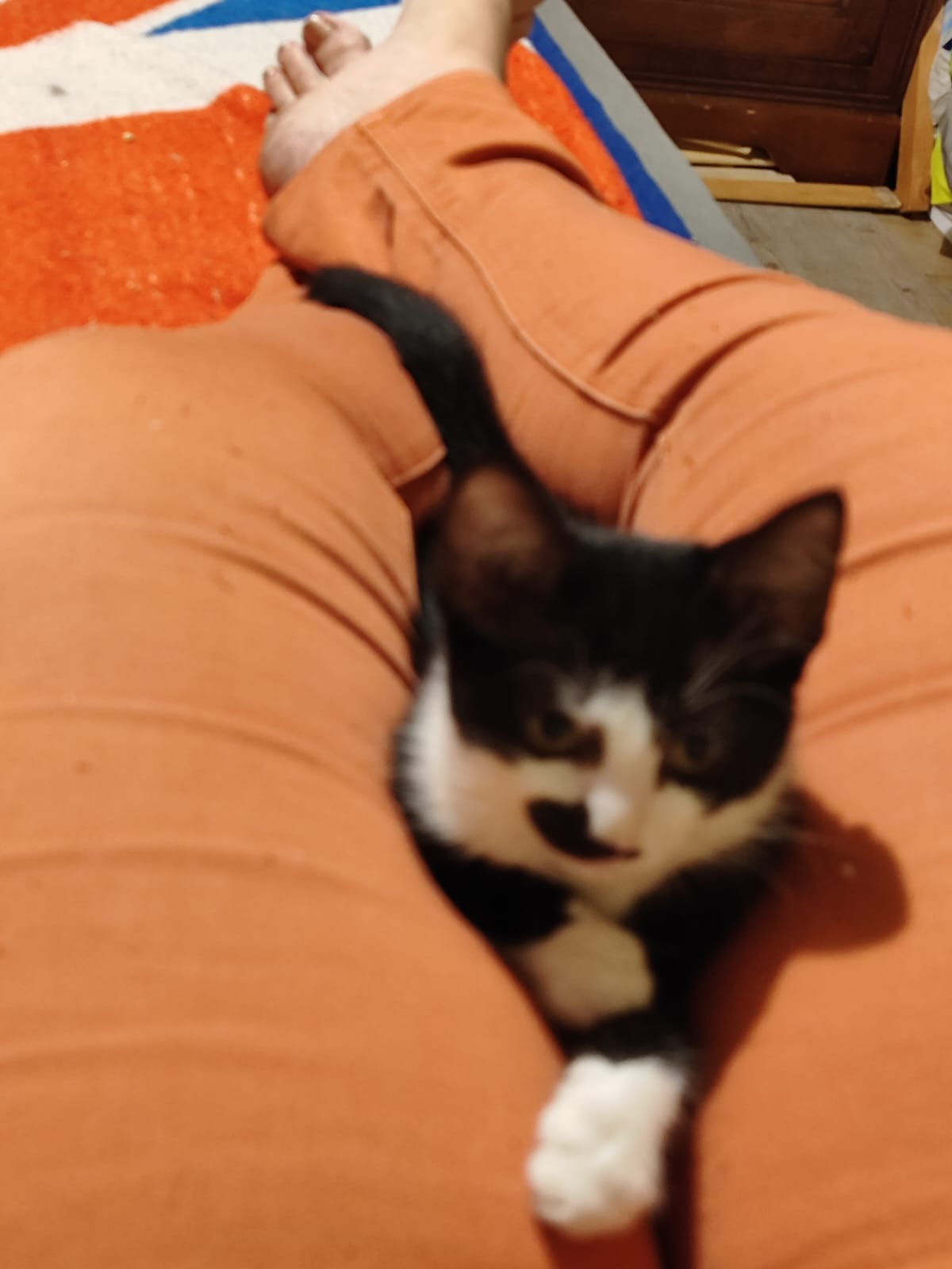 Chaton 1