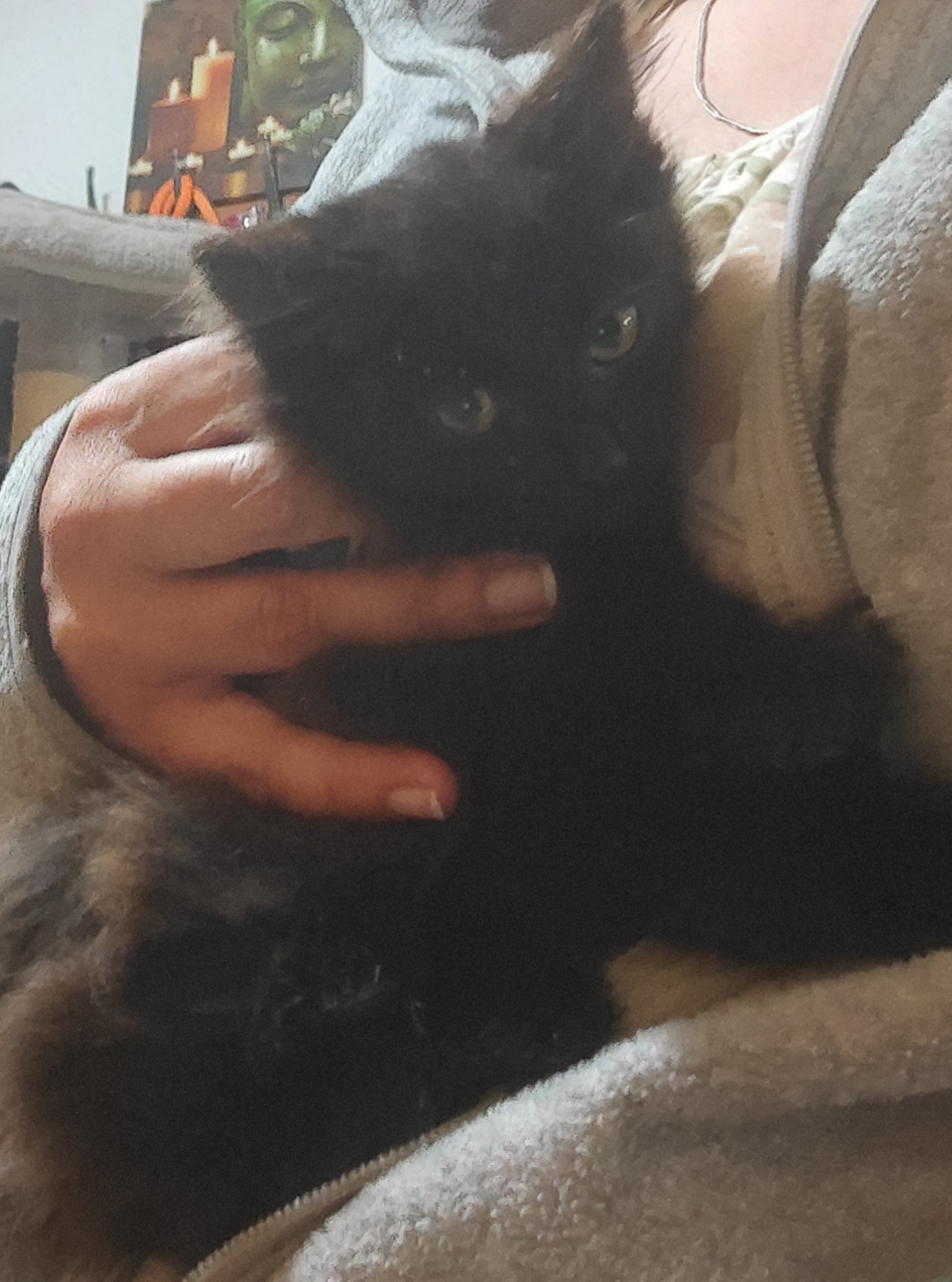 Chaton 25