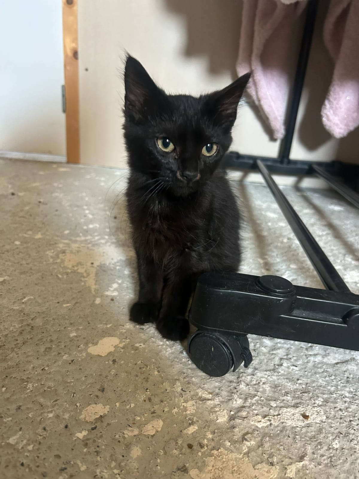 Chaton 32