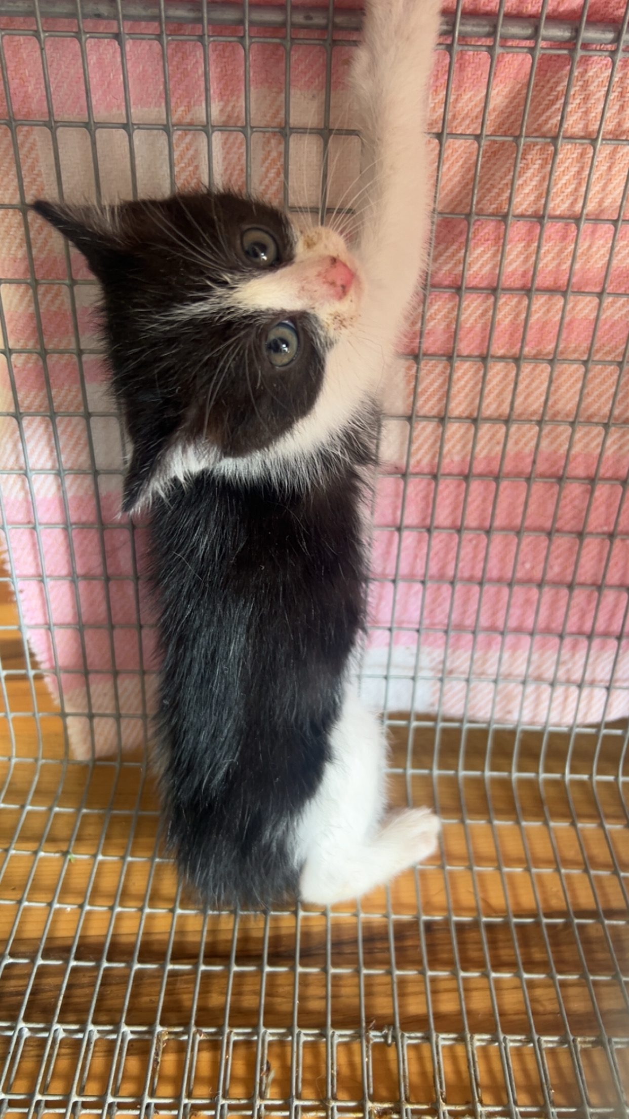 Chaton 26