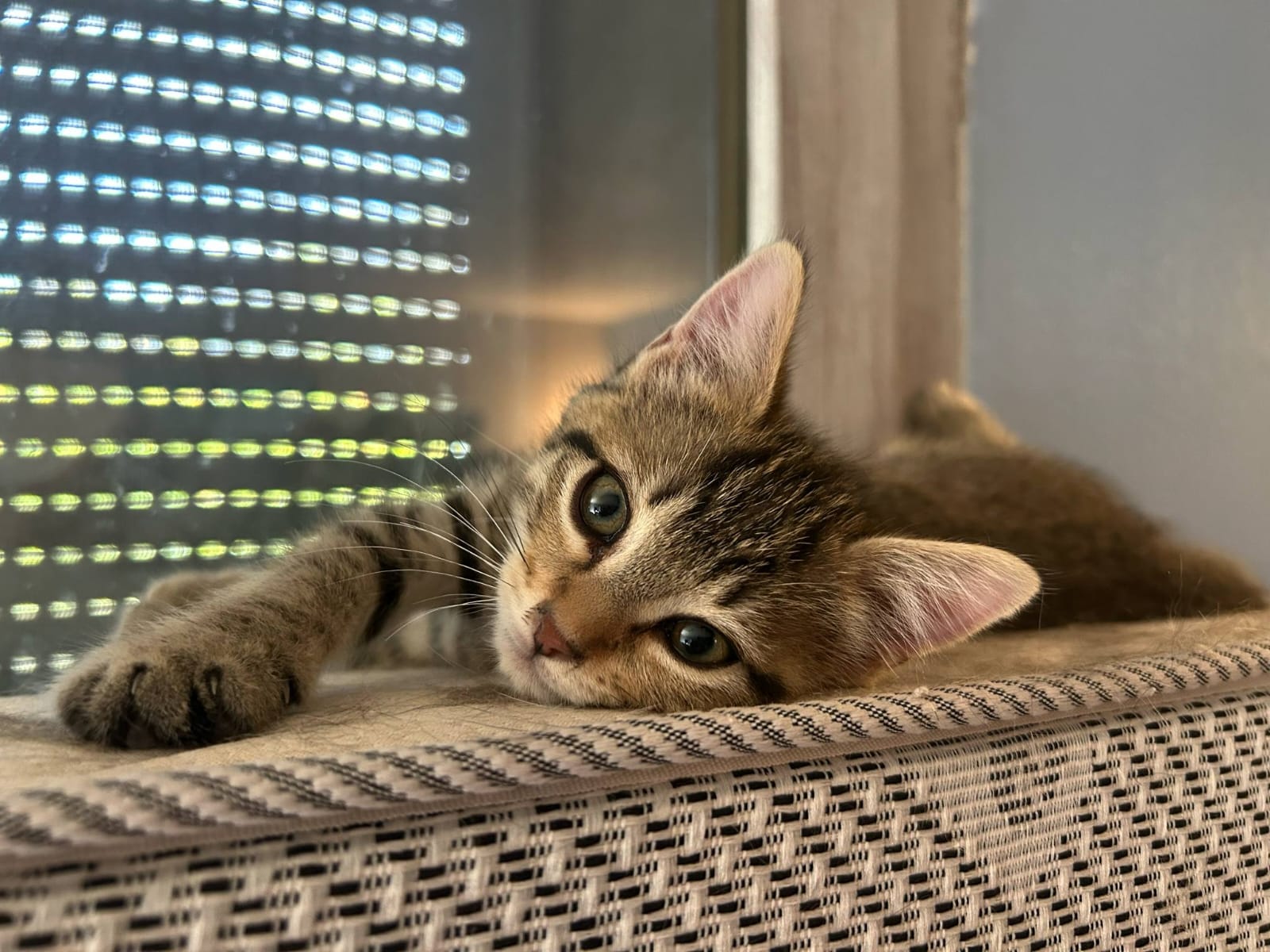 Chaton 4