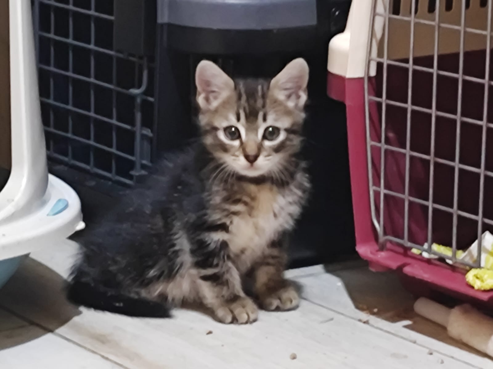 Chaton 10