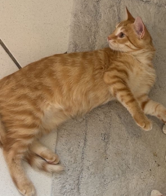 Chaton 34