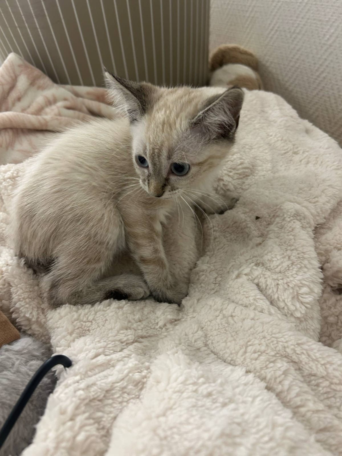 Chaton 5