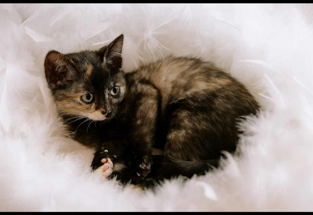 Chaton 7