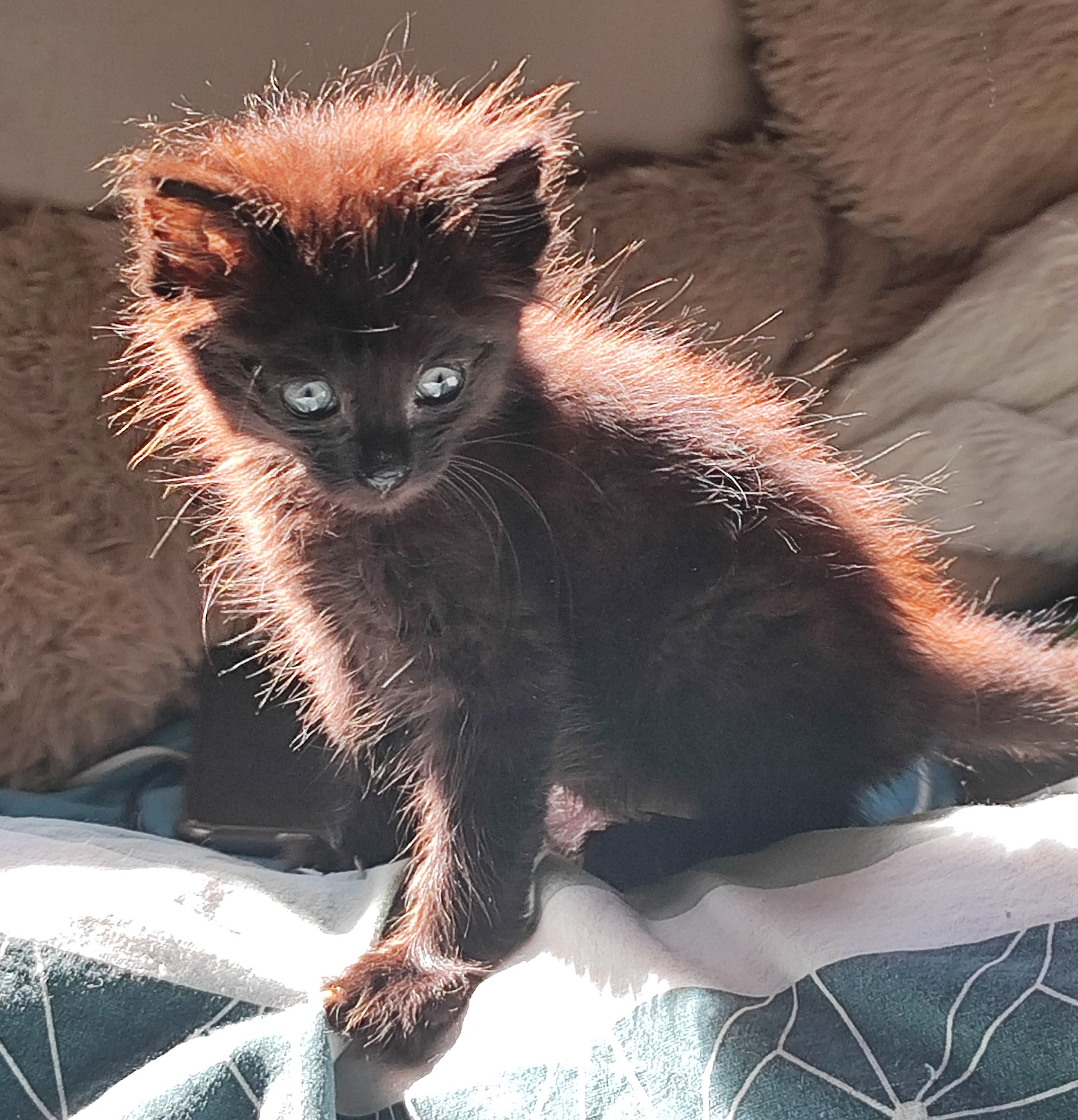 Chaton 27