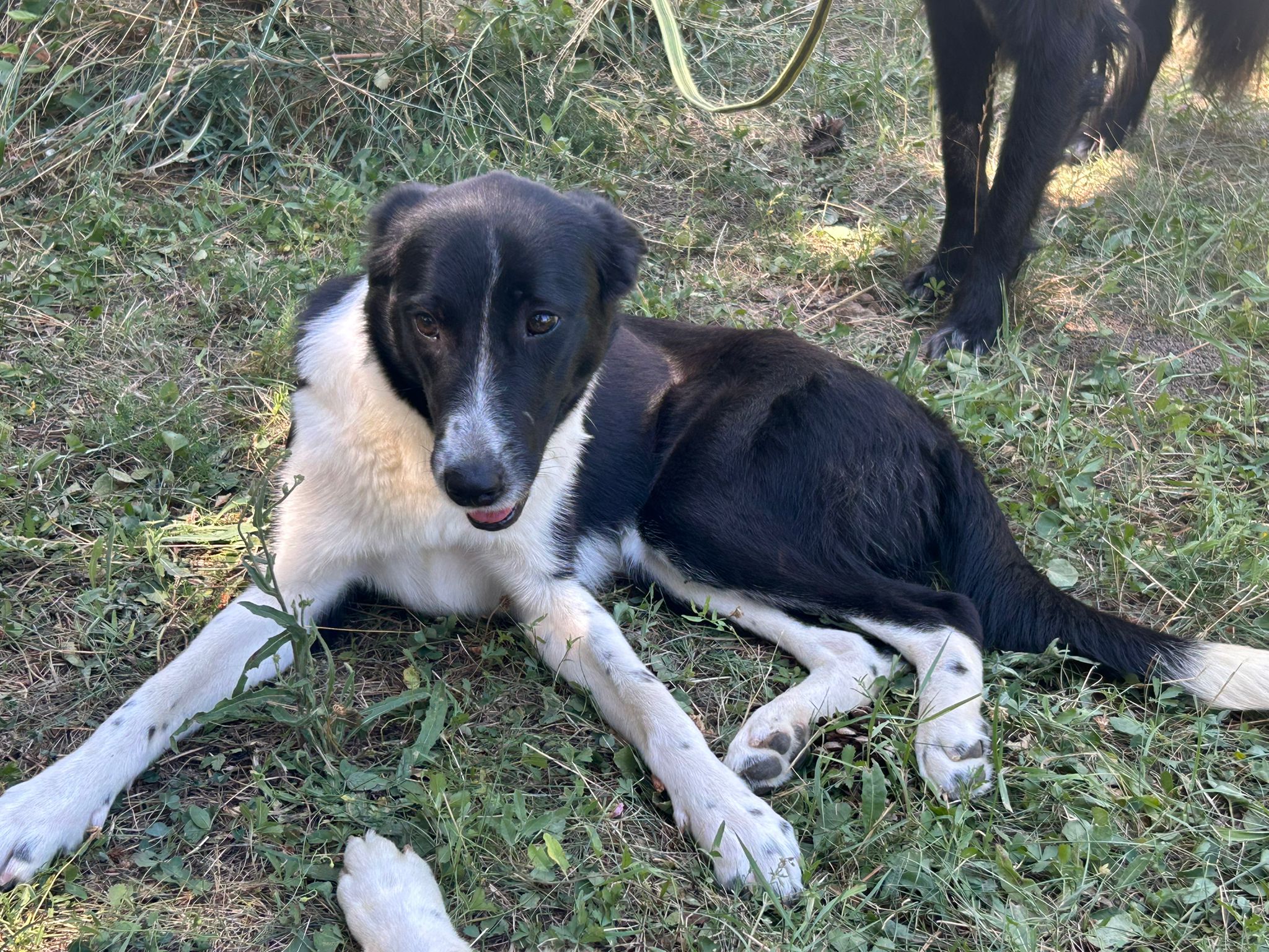 Chien 4
